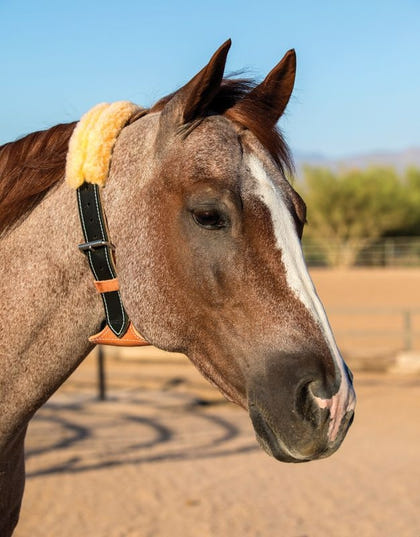 The Dare Cribbing Collar