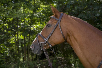 DaVinci Raise Event/Drsge Combo Bridle