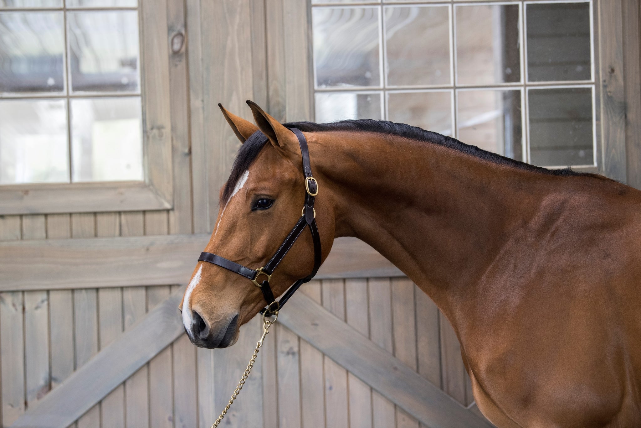 Gatsby Adj Turnout Leather Halter No Snap