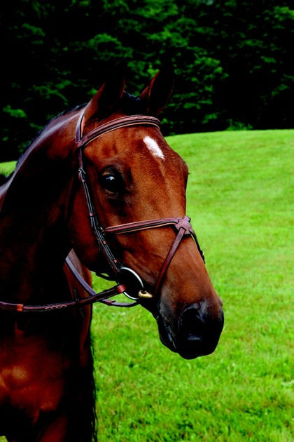Arc de Triomphe Figure 8 Bridle