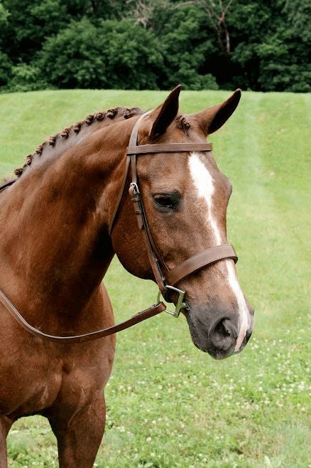Arc de Triomphe Fox Hunt Bridle with Reins
