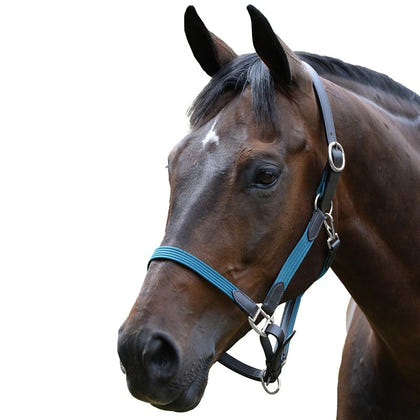 Kincade Leather Web Headcollar