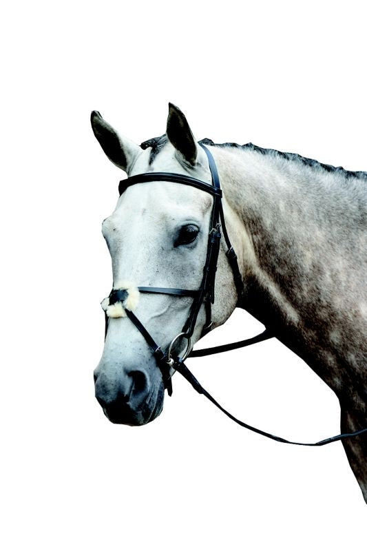 Collegiate Essential Figure 8 Bridle