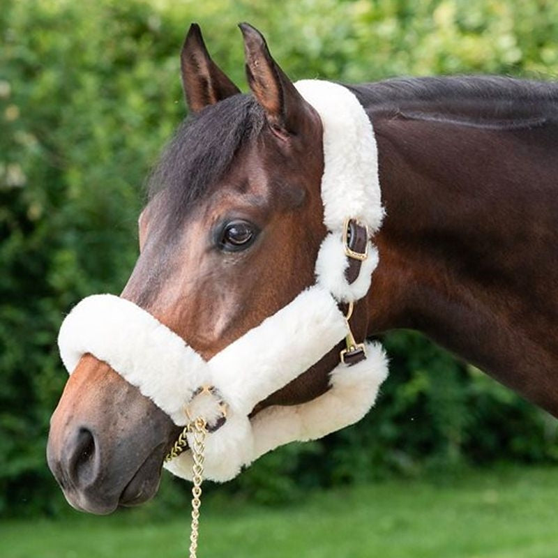 Perris Sheepskin Shipping Halter