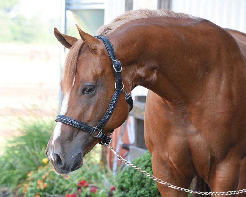 Perris Blue Pearl Bling Padded Halter