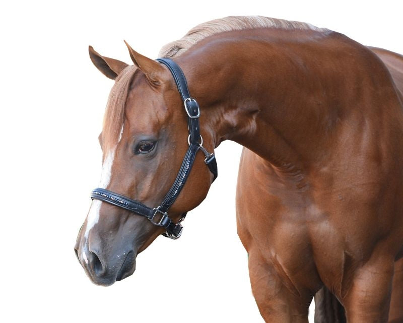 Perris Blue Pearl Bling Padded Halter