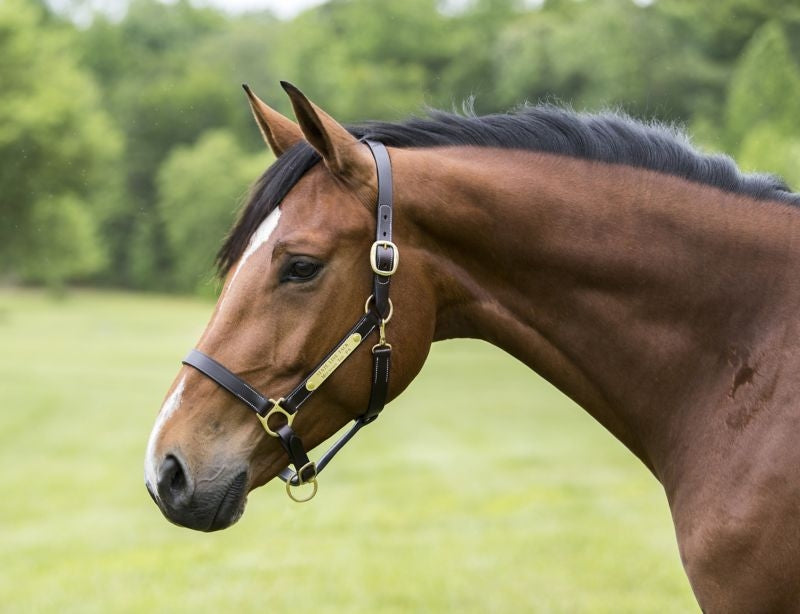 Gatsby Engraved 2-Plate Leather Halter w Snap
