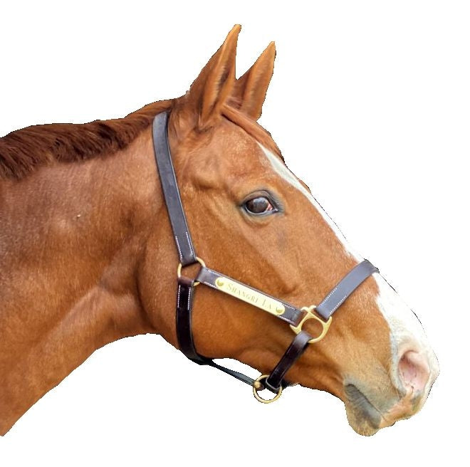 Gatsby Engraved 2-Plate Leather Halter w Snap