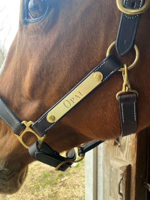 Gatsby Engraved 2-Plate Leather Halter w Snap