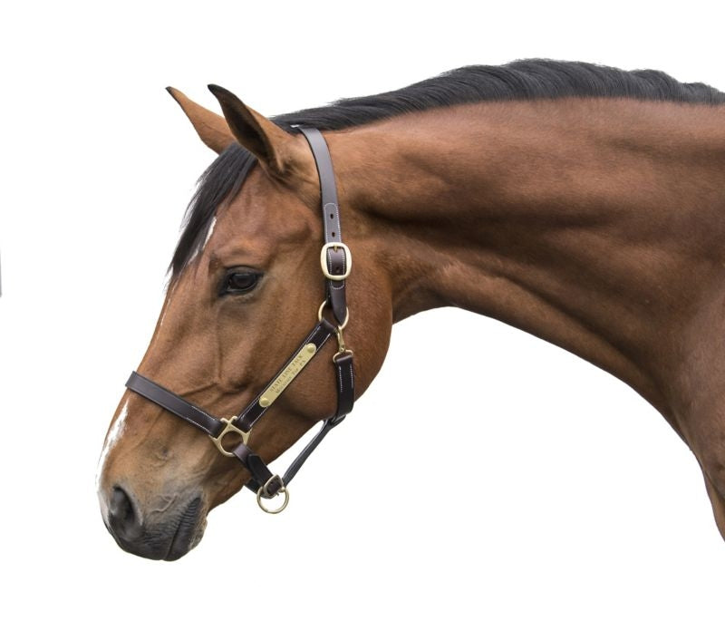Gatsby Engraved 2-Plate Leather Halter w Snap