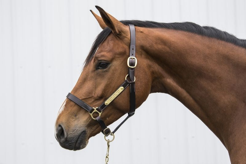 Gatsby 2-Plates Leather Halter No Snap