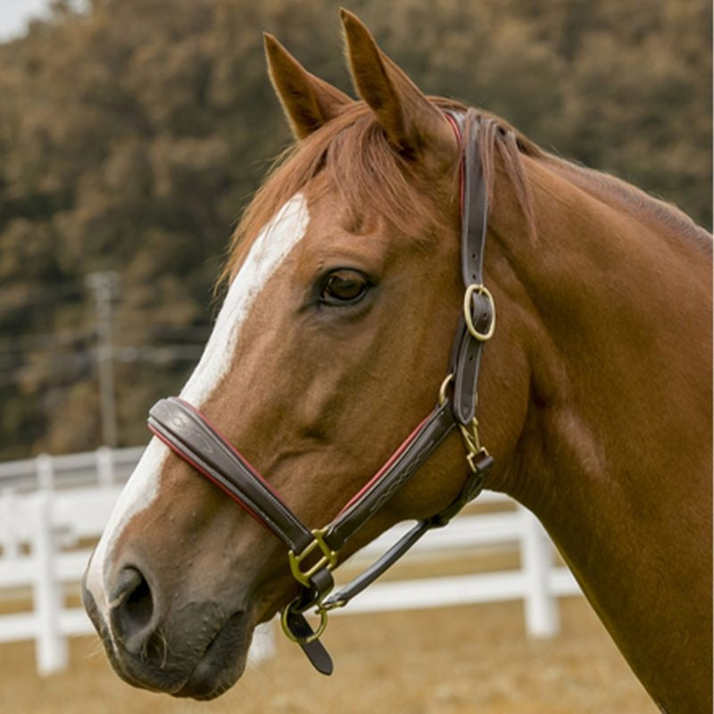 HDR Cahill Padded Halter
