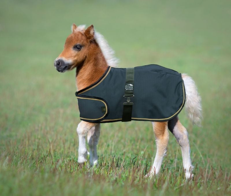 Ozark Mini Adjustable Foal Blanket