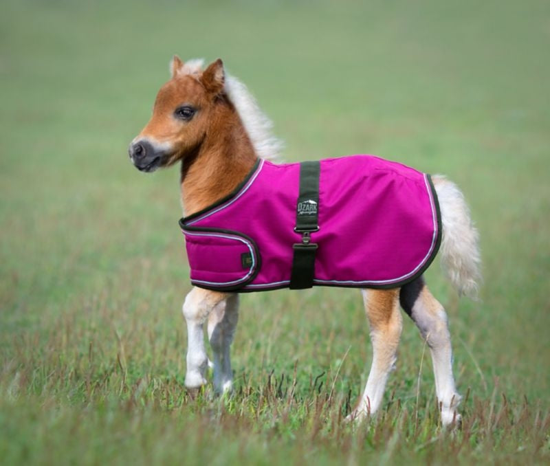 Ozark Mini Adjustable Foal Blanket