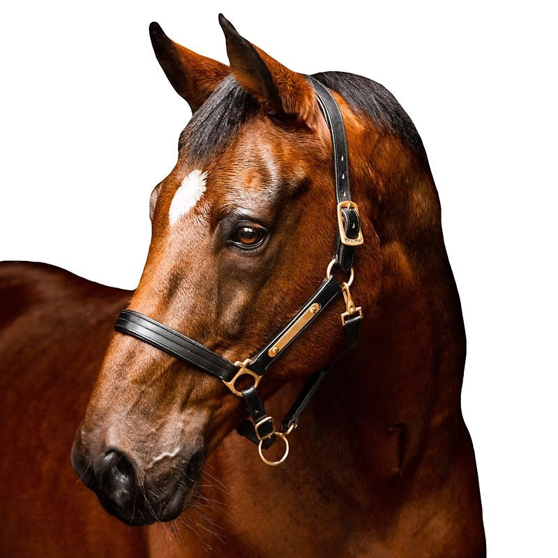 Amigo Padded Headcollar