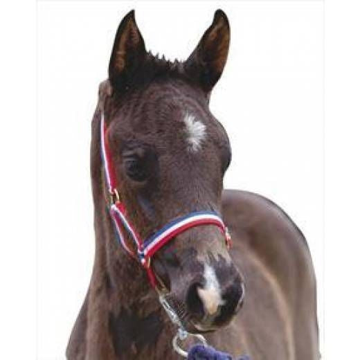 Roma Nylon Brass Buckle Headcollar Foal