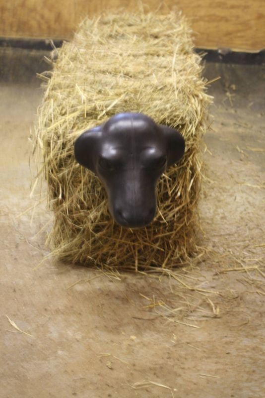 Calf Head With Hay Bale Spikes Black