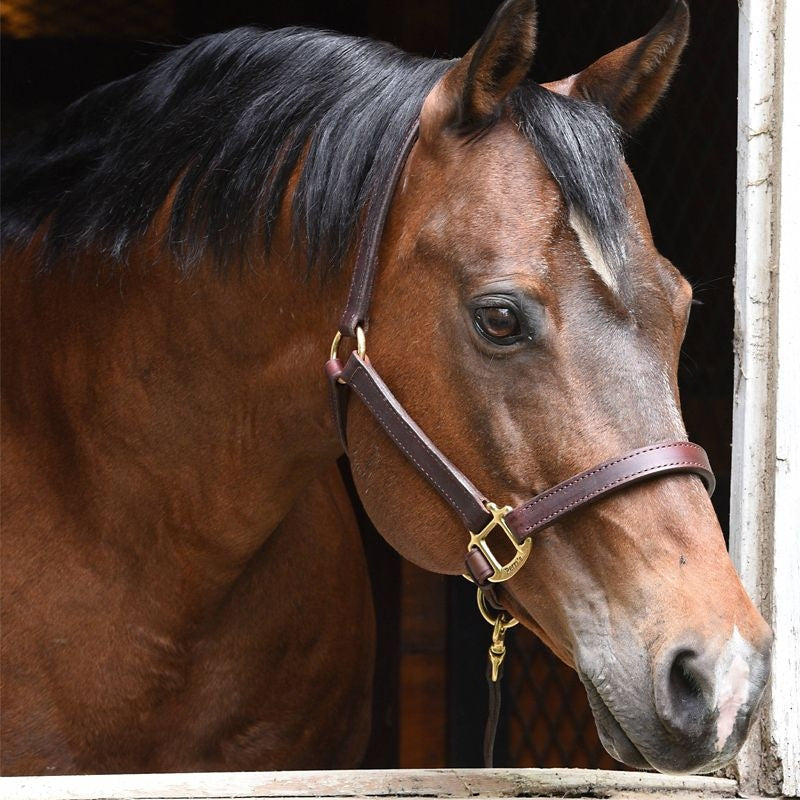 Perris 1In Premium Leather Halter