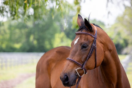 Vespucci Fancy Raised Hunter Bridle