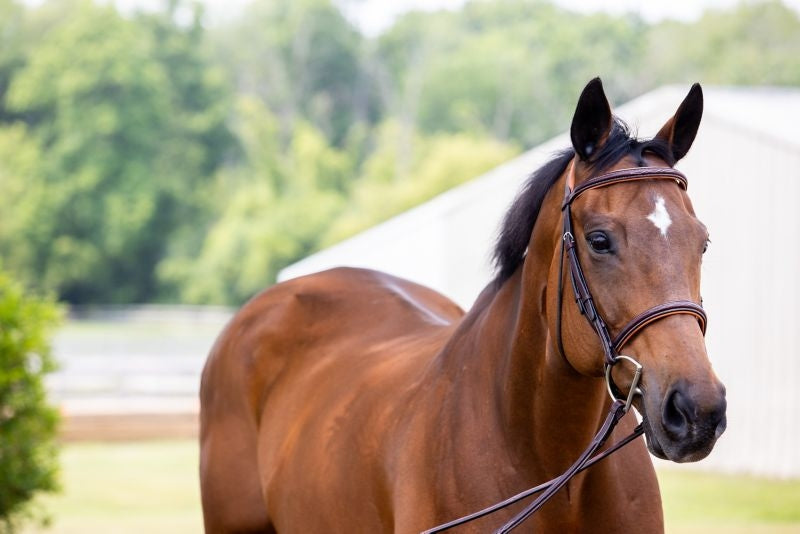 Vespucci Fancy Raised Hunter Bridle