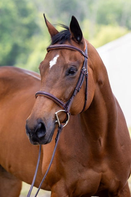 Vespucci Fancy Raised Hunter Bridle