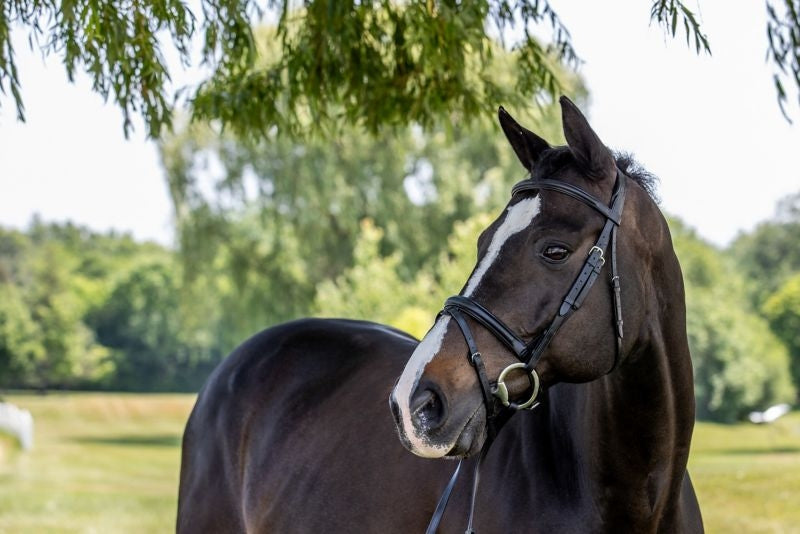 Vespucci Plain Raised Dressage Bridle