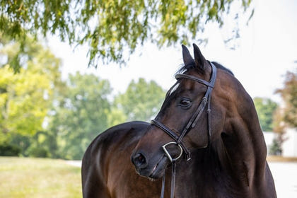 Vespucci Plain Raised Hunter Bridle