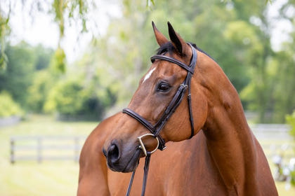 Vespucci Plain Raised Hunter Bridle