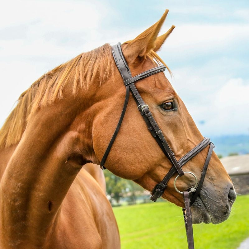 Vespucci Plain Raised Jump Bridle