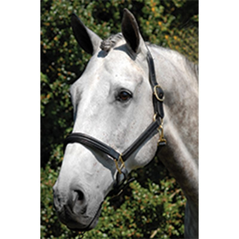 Vespucci Double Raised Leather Halter