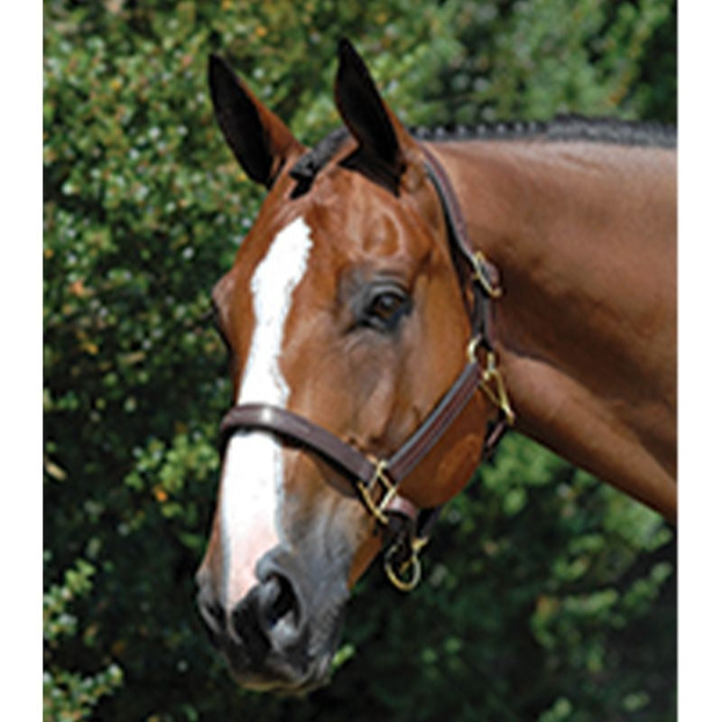 Vespucci Fancy Stitched Leather Halter