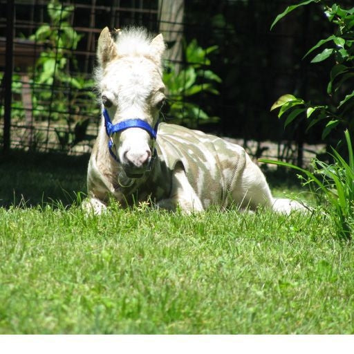 Ozark Mini Polarfleece Print Foal Jacket