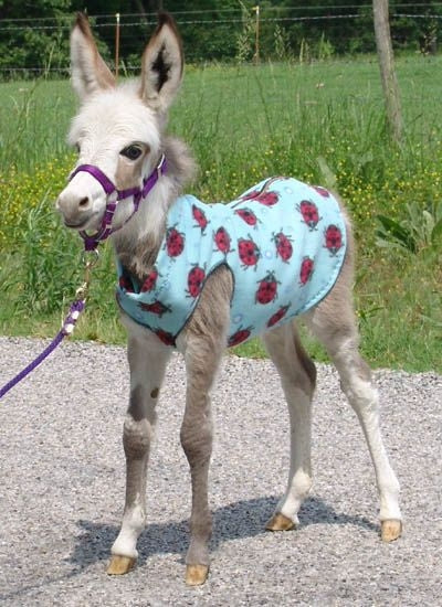 Ozark Mini Polarfleece Print Foal Jacket