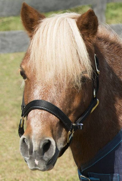 Shires Mini Topaz Halter