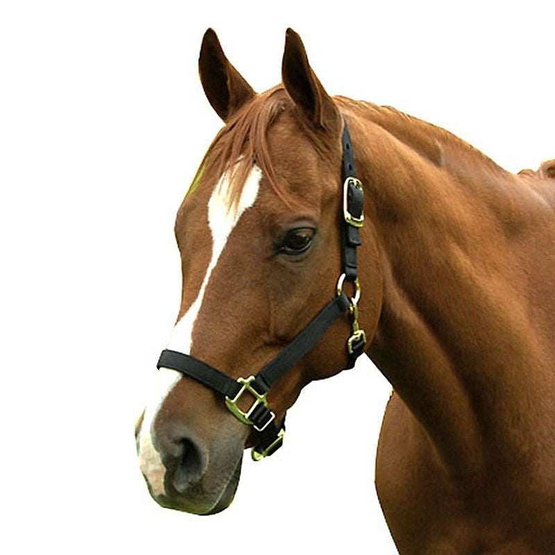 Interpid Nylon Adjustable Halter