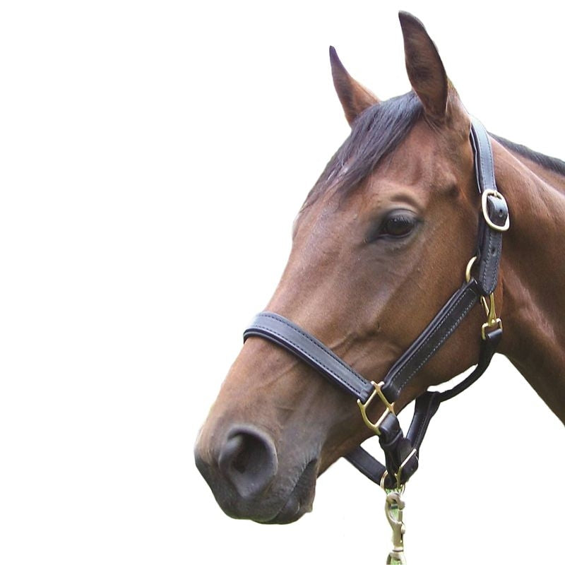 Pro-Trainer Padded Halter