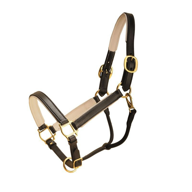 Tory 1In Padded Halter With Brass Hardware Cob Blk