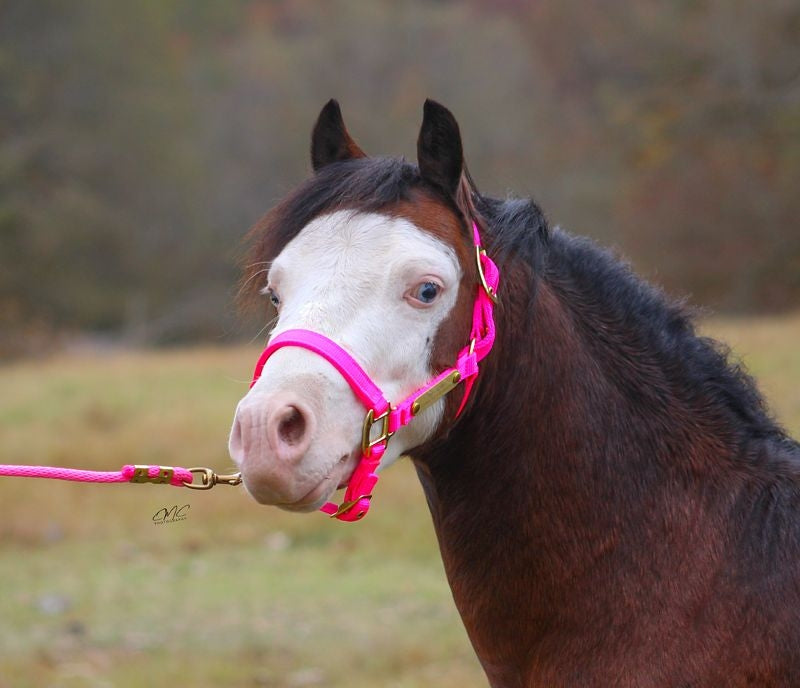 Ozark Mini Engraved Neon Halter with Lead