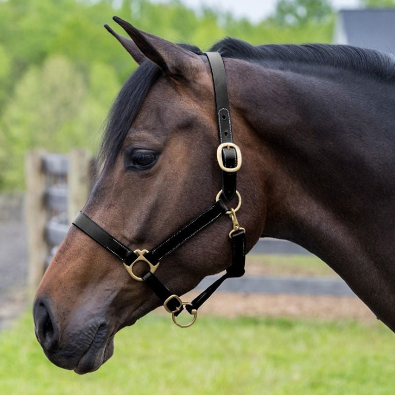 Gatsby Adj Turnout Halter with Snap