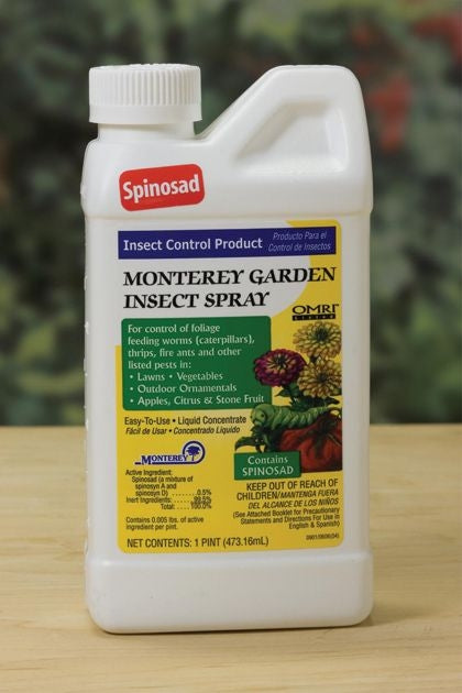 Monterey Garden Insect Sp Pt