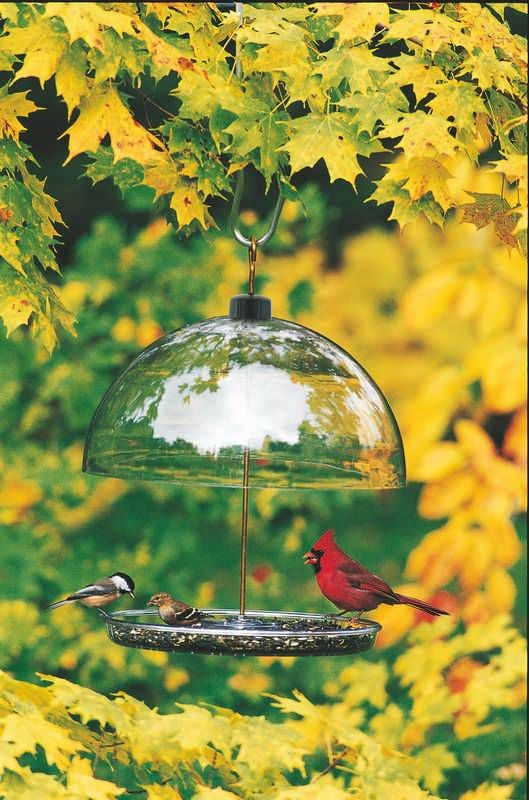 Droll Yankees Dorothys Cardinal Feeder