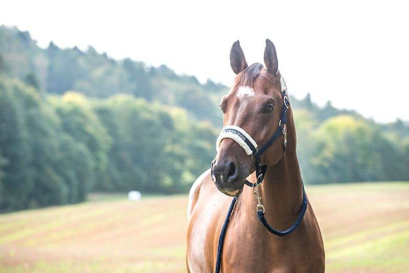 Horze Howard Halter