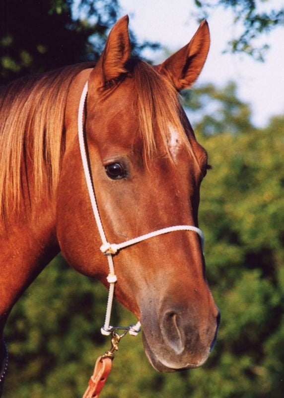 Martin Saddlery Rope Headset Tiedown Brn