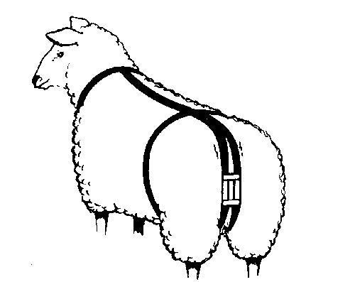 Prolapse Harness