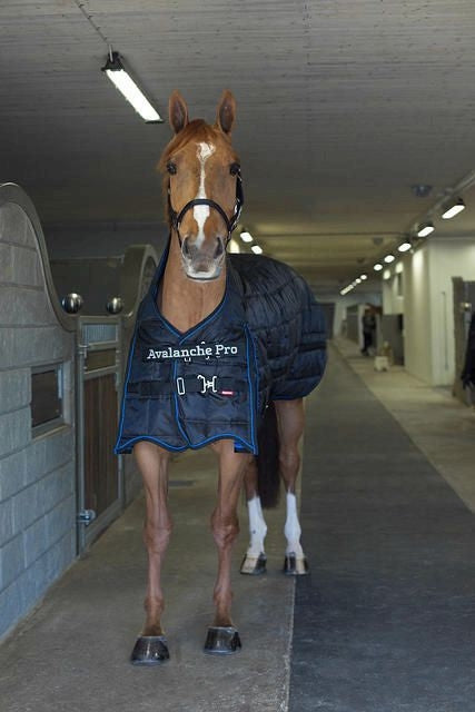 Horze Avalanche Med Stable Blanket 250G