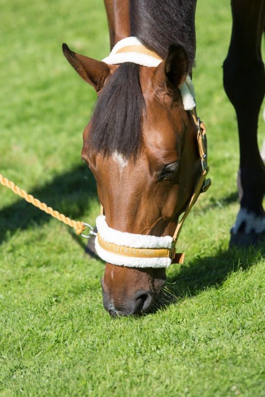 Horze Howard Halter
