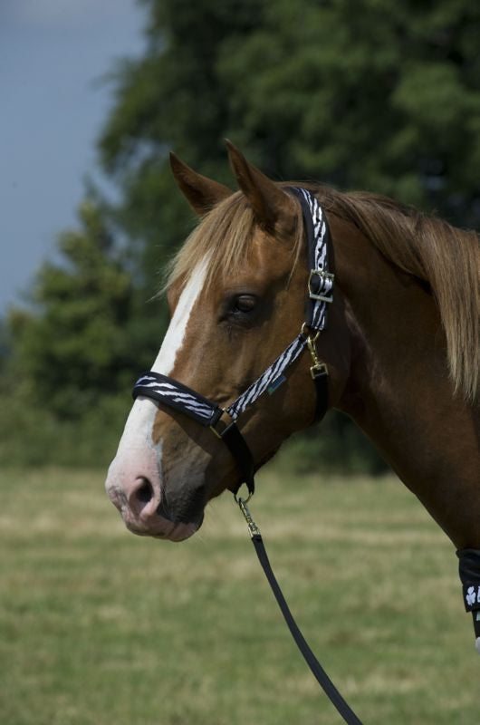 Bucas Dublin Halter Zebra Cob Zebra