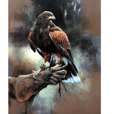 Sally Mitchell Fine Art Harris Hawk