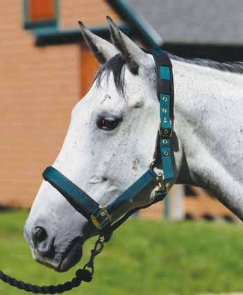 Shires Spare Leather Breakaway