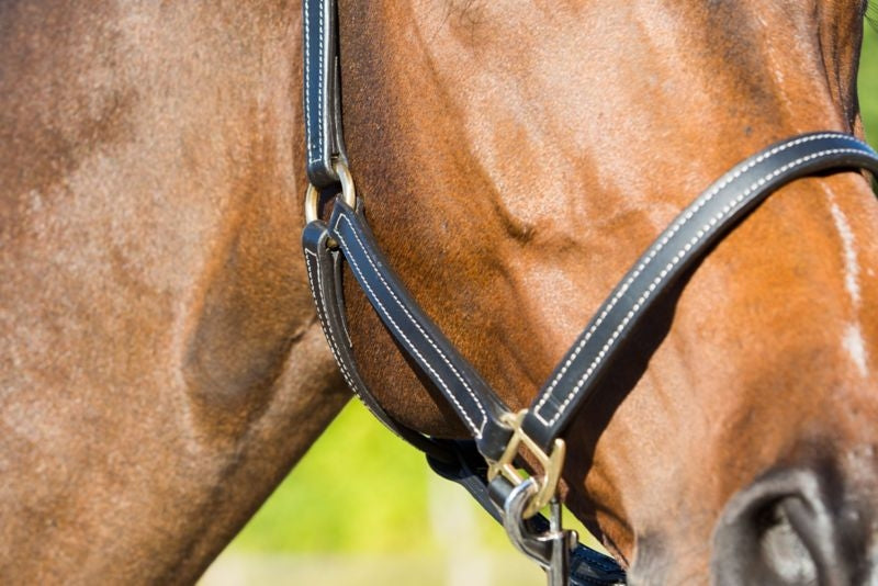 Horze Fremont Leather Horse Halter